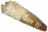 Fossil Spinosaurus Tooth - Real Dinosaur Tooth #305867-1